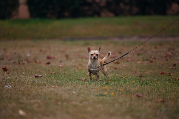 Friandise naturelle pour chien chez Truffe Delice : un choix sain