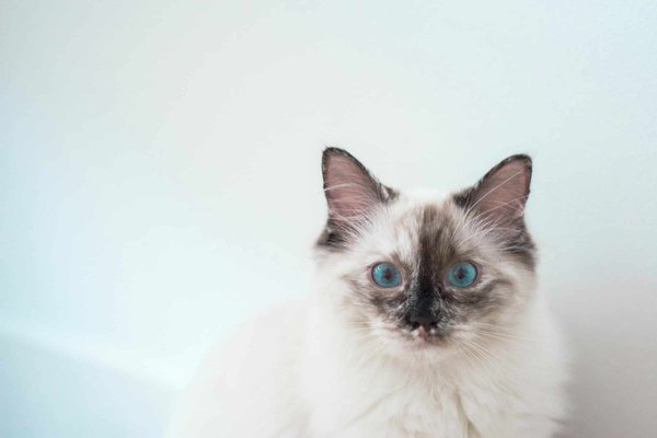 Quelle est la meilleure manière de préparer un chat de race Birman au toilettage professionnel?