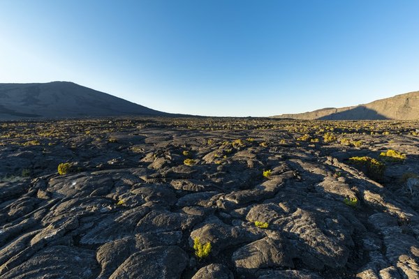 Comment construire un enclos sécurisé pour un couple de fennecs?