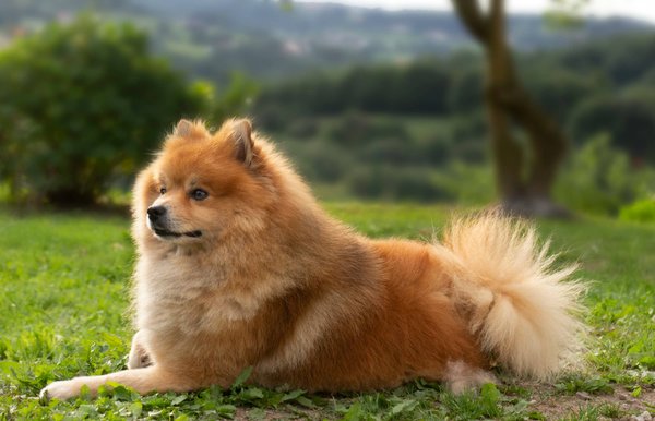 Quelles techniques de renforcement positif sont particulièrement efficaces pour un chien de race Chow Chow ?