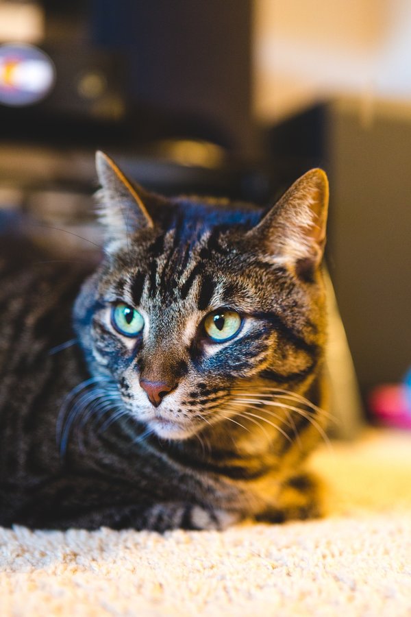 Investir dans une mutuelle chat : protection et sérénité